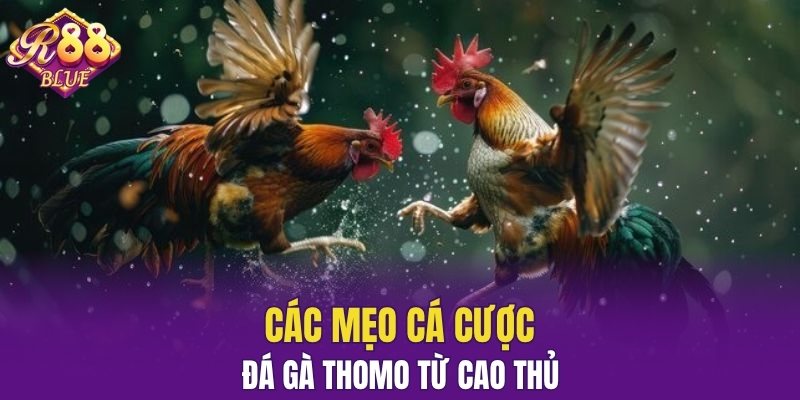 Đá Gà Đòn – Sân Chơi Uy Tín Cho Người Đam Mê Chiến Kê 7 Các mẹo cá cược đá gà Thomo từ cao thủ