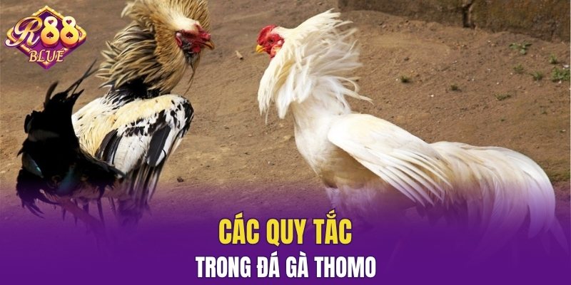 Đá Gà Đòn – Sân Chơi Uy Tín Cho Người Đam Mê Chiến Kê 6 Các quy tắc trong đá gà Thomo