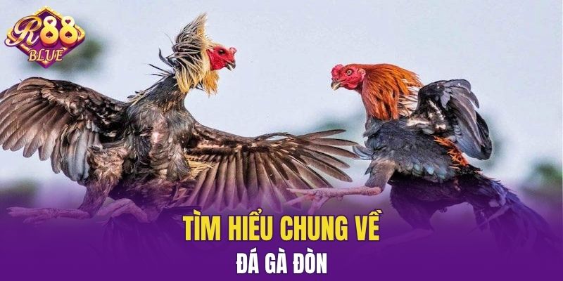 Đá Gà Thomo - Luật Chơi Và Các Mẹo Cá Cược Hiệu Quả 5 Tìm hiểu chung về đá gà đòn