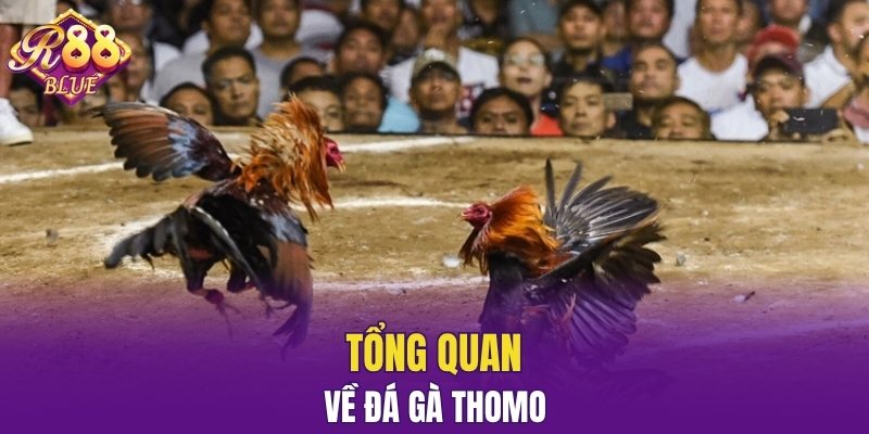 Đá Gà Đòn – Sân Chơi Uy Tín Cho Người Đam Mê Chiến Kê 5 Tổng quan về đá gà Thomo